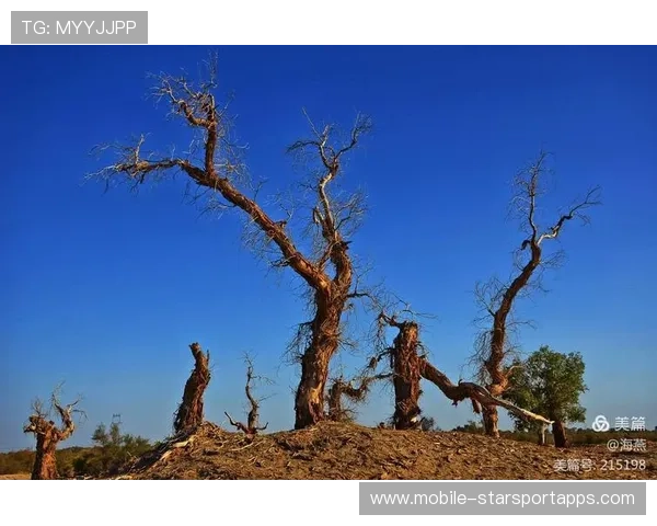 太阳若稳健康冲高位——追寻阳光下的生命力量